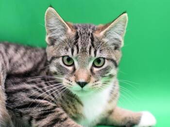 Domestic Short Hair Cats Available for Adoption in Portland, Oregon - Smith | PetCurious