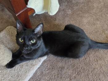 Domestic Short Hair Cats Available for Adoption in Butler, Pennsylvania - Bindi | PetCurious