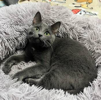Rescue Domestic Short Hair and Russian Blue Cats for Adoption in Shelbyville, Kentucky - Cooper | PetCurious