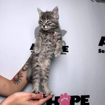 Puddle Jumper -  Domestic Medium Hair and Domestic Short Hair Cat for Adoption in Milton, Florida - Puddle Jumper | PetCurious
