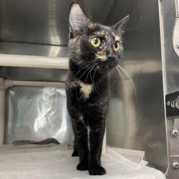 Mochi -  Domestic Short Hair Cat for Adoption in Roanoke, Virginia - Mochi | PetCurious