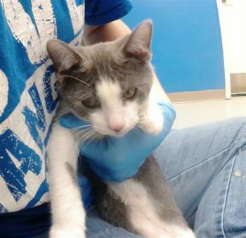 MYTH -  Domestic Short Hair Cat for Adoption in Omaha, Nebraska - MYTH | PetCurious
