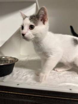 Shark -  Domestic Short Hair Cat for Adoption in West Chester, Pennsylvania - Shark | PetCurious