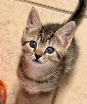 Rescue Domestic Short Hair Cats for Adoption in Chamblee, Georgia - Instagram [Foster] | PetCurious