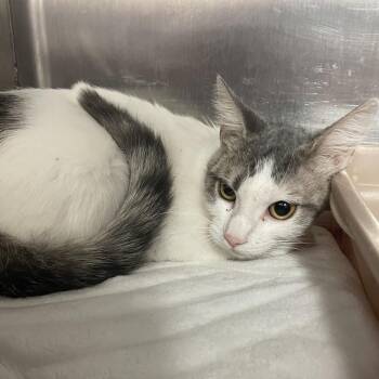 Domestic Short Hair Cats Available for Adoption in Port Charlotte, Florida - 0746-C26 | PetCurious