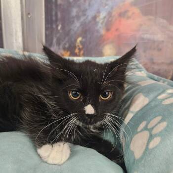 Sox -  Domestic Short Hair Cat Available for Adoption in Grantsville, Utah - Sox | PetCurious