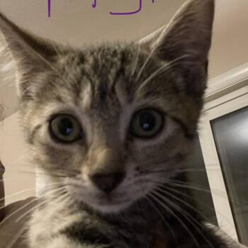 Piglet -  Domestic Short Hair Cat for Adoption in Bel Air, Maryland - Piglet | PetCurious