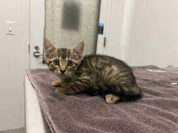 Tigger -  Domestic Short Hair Cat for Adoption in Kansas City, Missouri - Tigger | PetCurious