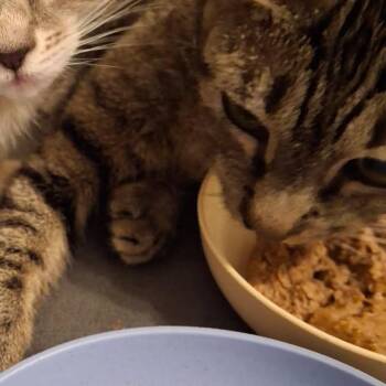 Domestic Short Hair Cats Available for Adoption in Webster, Texas - Layla (Formerly Paris) | PetCurious