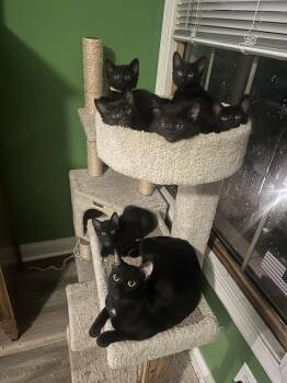 Domestic Short Hair Cats Available for Adoption in Aurora, Indiana - Melody Cats : Harmony | PetCurious