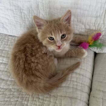 Domestic Short Hair Cats Available for Adoption in Madisonville, Tennessee - Buffy | PetCurious