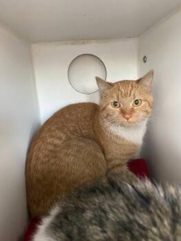 Debbie -  Domestic Short Hair Cat Available for Adoption in Sapulpa, Oklahoma - Debbie | PetCurious