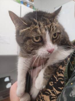 Domestic Short Hair Cats Available for Adoption in Angola, Indiana - Milly | PetCurious