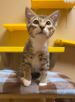 Lawrence -  Domestic Short Hair Cat for Adoption in Maryville, Missouri - Lawrence | PetCurious