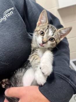 Nibbles CS-268/26 -  Domestic Short Hair Cat for Adoption in Burlington, Ontario - Nibbles CS-268/26 | PetCurious