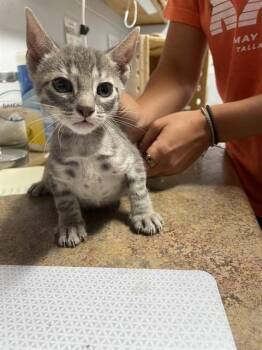 BECKETT -  Domestic Short Hair Cat for Adoption in Tallahassee, Florida - BECKETT | PetCurious