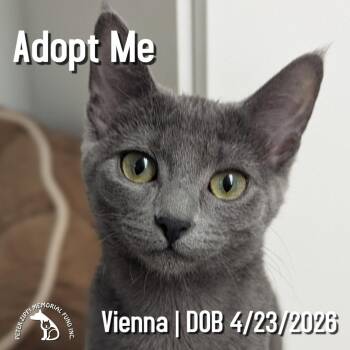 Vienna -  Domestic Short Hair and Tabby Cat for Adoption in Hermosa Beach, California - Vienna | PetCurious