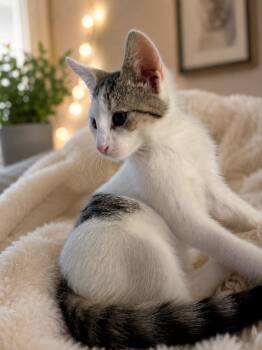Hazel -  Domestic Short Hair Cat for Adoption in Lemoyne, Pennsylvania - Hazel | PetCurious
