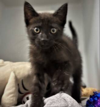 Rescue Domestic Short Hair Cats for Adoption in Cumming, Georgia - Eclipse 1450-25 | PetCurious