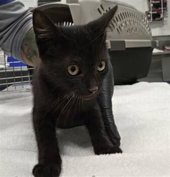 A886267 -  Domestic Short Hair Cat for Adoption in Camarillo, California - A886267 | PetCurious