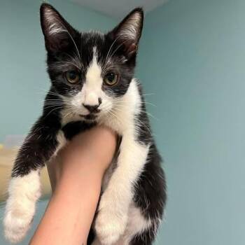 Lady -  Domestic Short Hair Cat for Adoption in Edwardsville, Illinois - Lady | PetCurious