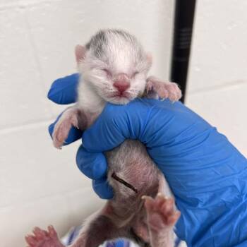 Domestic Short Hair Cats Available for Adoption in Harrisonburg, Virginia - Cream | PetCurious