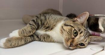 Tippi -  Domestic Short Hair Cat for Adoption in Alexandria, Virginia - Tippi | PetCurious