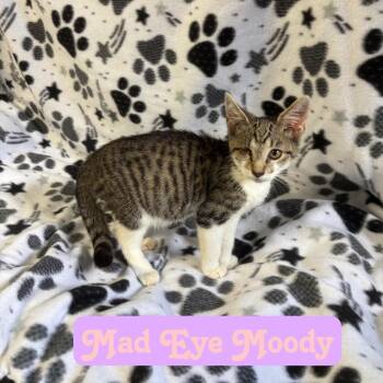 Mad Eye Moody -  Domestic Short Hair Cat for Adoption in Hillsboro, Ohio - Mad Eye Moody | PetCurious