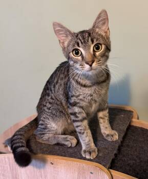 Morse Cody -  Domestic Short Hair Cat for Adoption - Morse Cody | PetCurious