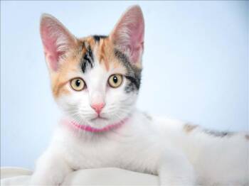 ANNIE -  Domestic Short Hair Cat for Adoption in Loveland, Colorado - ANNIE | PetCurious
