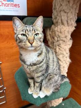 Tootsie -  Tabby Cat for Adoption in Burnaby, British Columbia - Tootsie | PetCurious