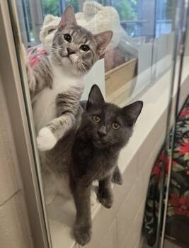 6-390 Teddy & 6-391 Cloud -  Domestic Medium Hair Cat for Adoption in Lindenhurst, New York - 6-390 Teddy & 6-391 Cloud | PetCurious