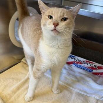 Domestic Short Hair Cats Available for Adoption in Richmond, Virginia - Gorgonzola | PetCurious