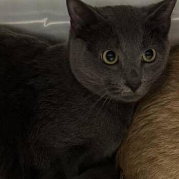 Smokey -  Domestic Short Hair Cat Available for Adoption in Shinnston, West Virginia - Smokey | PetCurious