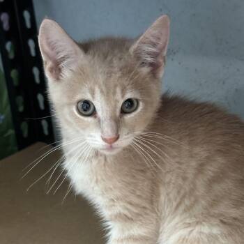 Boris -  Domestic Short Hair Cat for Adoption in Richland, Michigan - Boris | PetCurious