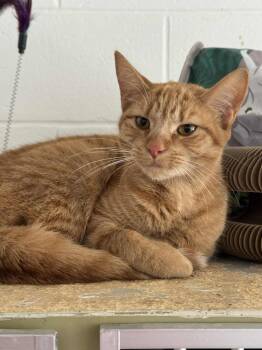Chip Clip -  Domestic Short Hair Cat for Adoption in Marion, Ohio - Chip Clip | PetCurious