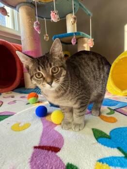 Arabella -  Domestic Short Hair Cat for Adoption in Champaign, Illinois - Arabella | PetCurious