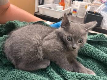 MUFFIN -  Domestic Short Hair Cat for Adoption in Alameda, California - MUFFIN | PetCurious