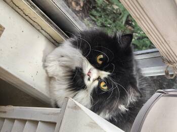 Rescue Persian Cats for Adoption in Belle Isle, Florida - Nelson | PetCurious