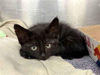 UNKNOWN -  Domestic Long Hair Cat for Adoption in Rancho Cucamonga, California - UNKNOWN | PetCurious
