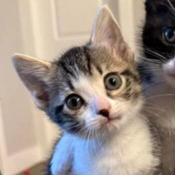 Porcupine 5 -  Domestic Short Hair Cat for Adoption in Austin, Texas - Porcupine 5 | PetCurious