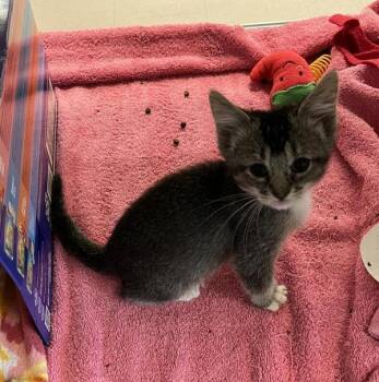 Levi -  Domestic Short Hair Cat for Adoption in Oakland, California - Levi | PetCurious