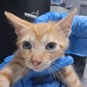 Avon -  Domestic Short Hair Cat for Adoption in Summerville, South Carolina - Avon | PetCurious