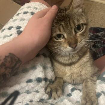 Joyful Turtle -  Domestic Short Hair Cat for Adoption in Austin, Texas - Joyful Turtle | PetCurious