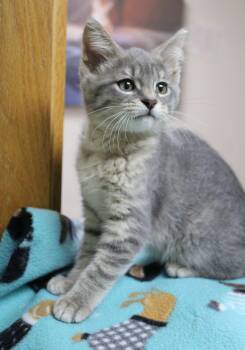 Mika -  Domestic Short Hair Cat for Adoption in Portage, Wisconsin - Mika | PetCurious