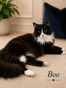 Boo -  Domestic Long Hair Cat for Adoption in Mansfield, Texas - Boo | PetCurious