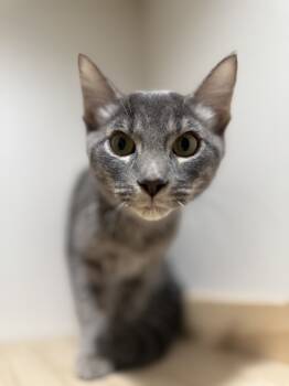Rescue Tabby and Domestic Short Hair Cats for Adoption in Dallas, Texas - Adelaide | PetCurious