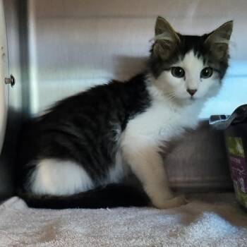 Dexter -  Domestic Long Hair Cat for Adoption in Cedaredge, Colorado - Dexter | PetCurious