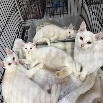 7. Coolio Roswell -  Domestic Short Hair Cat for Adoption in Denver, Colorado - 7. Coolio Roswell | PetCurious