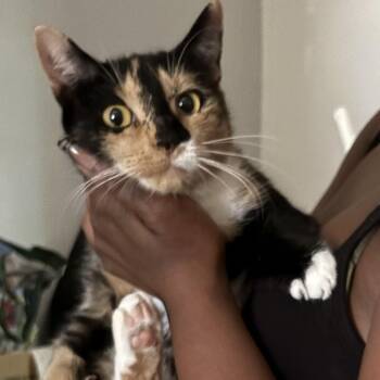 Saffron -  Domestic Short Hair Cat for Adoption in Bellmawr, New Jersey - Saffron | PetCurious